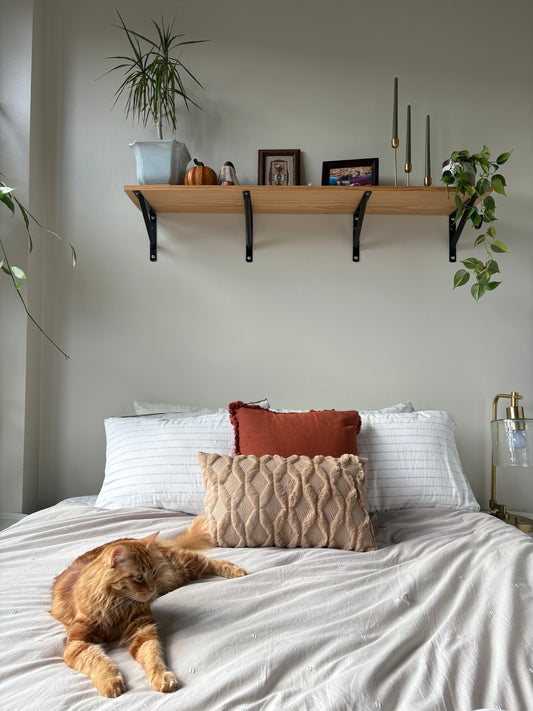 Cat lying on a bed with decorative pillows, a shelf with fall decor items above, and plants around.